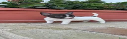 Chihuahua perros en venta: CHIHUAHUA MACHO - Anuncio 6