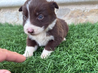 Border Collie perros Impresionantes Border Collie varios colores - Anuncio 1