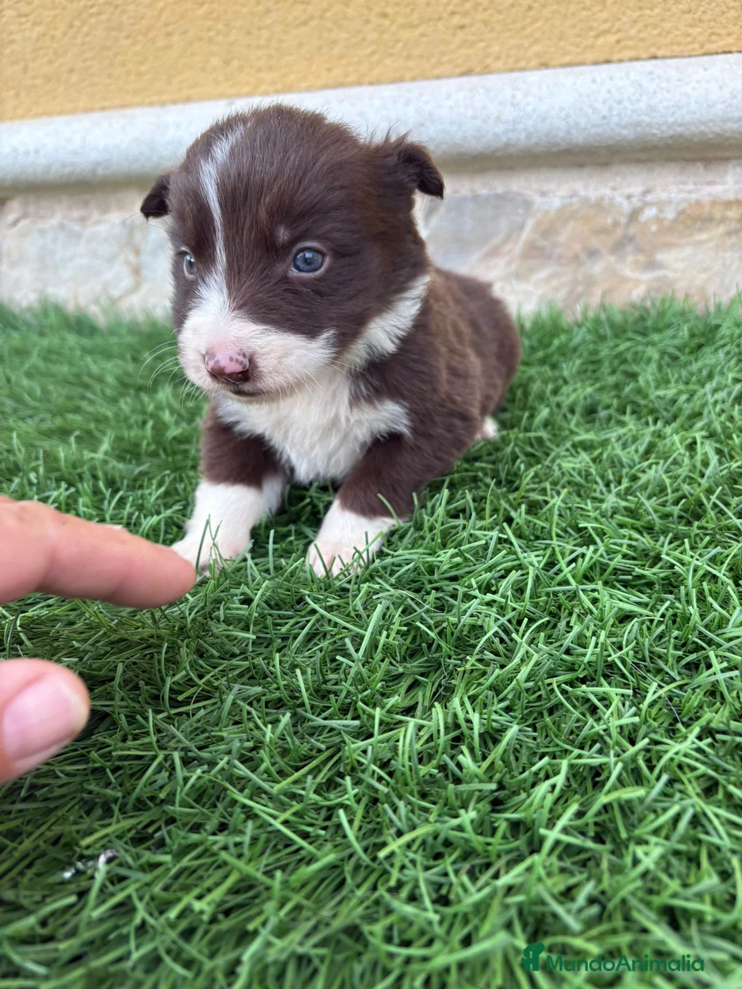 Border Collie perros en venta: Impresionantes Border Collie varios colores  - Anuncio 1