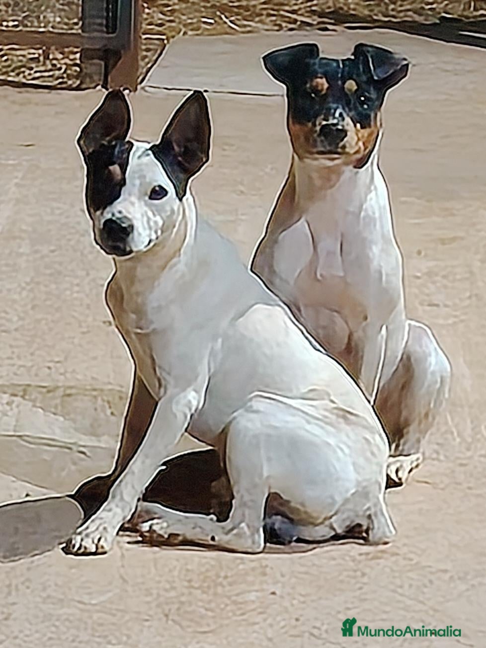 Ratonero Bodeguero Andaluz perros Ratonero Bodeguero Andaluz - Anuncio 2