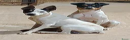 Ratonero Bodeguero Andaluz perros en venta: Ratonero Bodeguero Andaluz - Anuncio 1