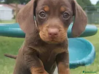 Teckel Miniatura perros CACHORRO TECKEL CHOCOLATE - 2 MESES - Anuncio 1