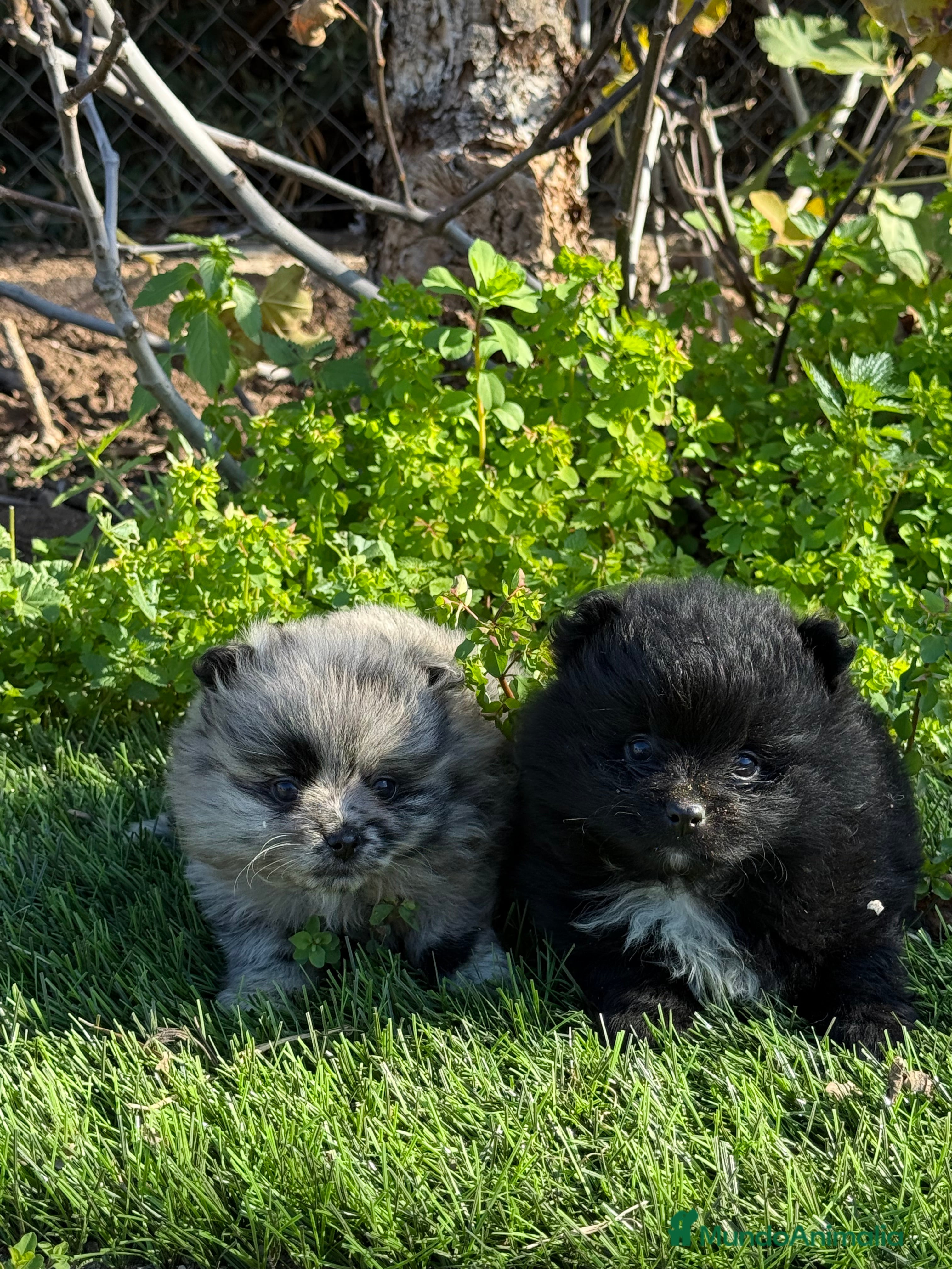 Pomerania perros PAREJA DE POMERANIAS DISPONIBLES  - Anuncio 2