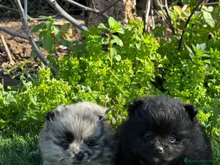 Pomerania perros PAREJA DE POMERANIAS DISPONIBLES - Anuncio 1