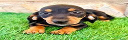 Teckel Miniatura perros en venta: Teckel miniatura negro fuego - Anuncio 4