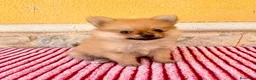 Pomerania perros en venta: Pomerania  - Anuncio 11