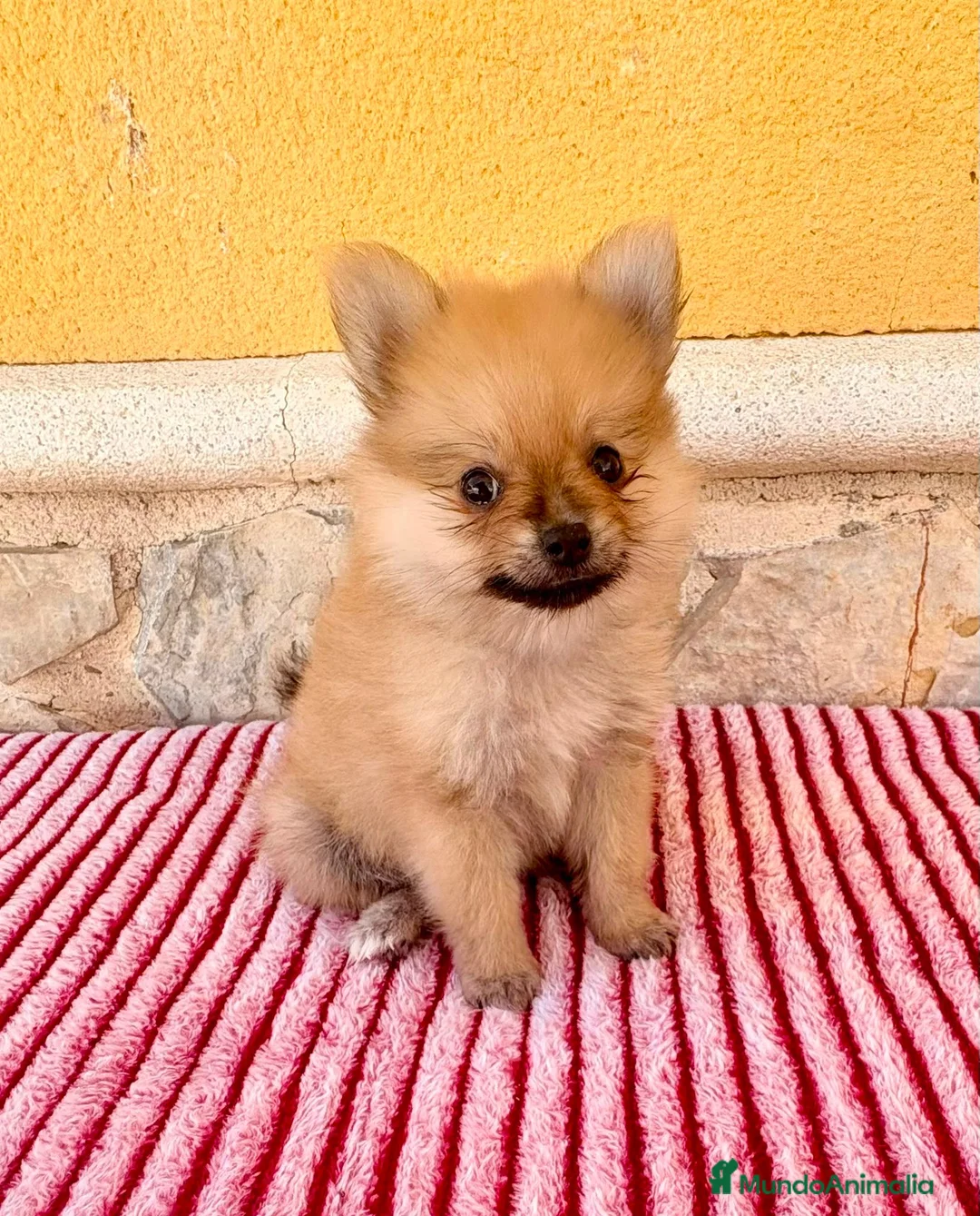Pomerania perros en venta: Pomerania  - Anuncio 11