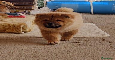 Chow Chow perros Chow chow - Anuncio 2