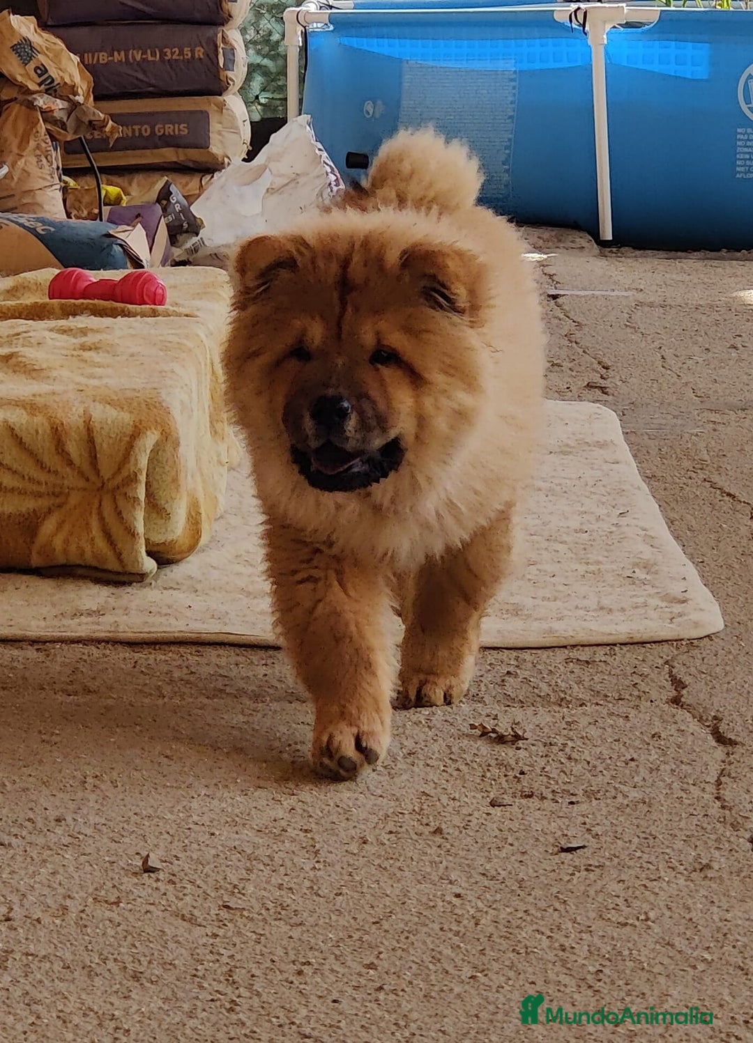 Chow Chow perros en venta: Chow chow - Anuncio 2