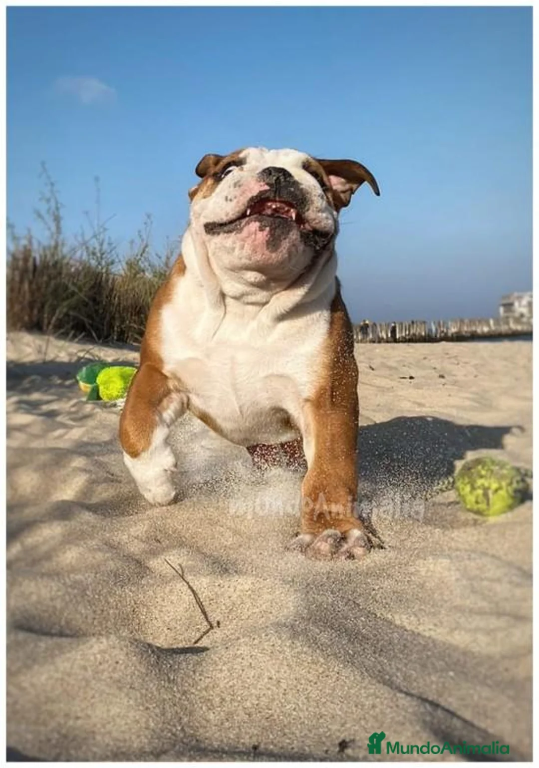 Imagen de galería {{count}}