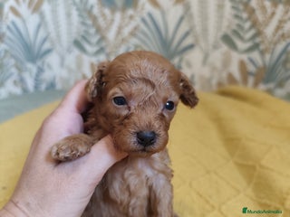 Caniche Toy perros - Anuncio 39