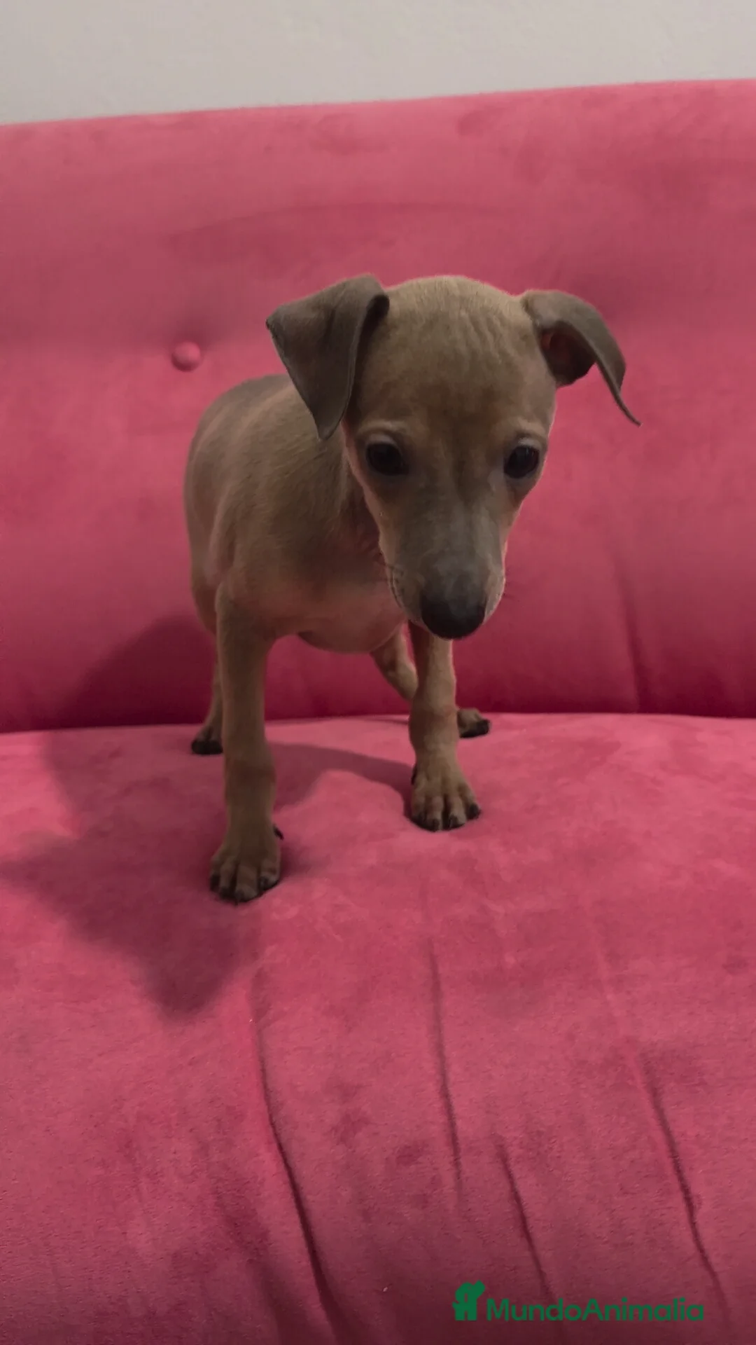 Pequeño Lebrel Italiano perros en venta: Galgo Italiano - Piccolo - Pequeño Lebrel Italiano - Anuncio 2