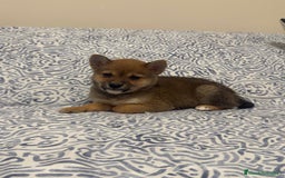 Shiba Inu perros en venta: Shiba Inu Rojos Y Negros Disponible  - Anuncio 2