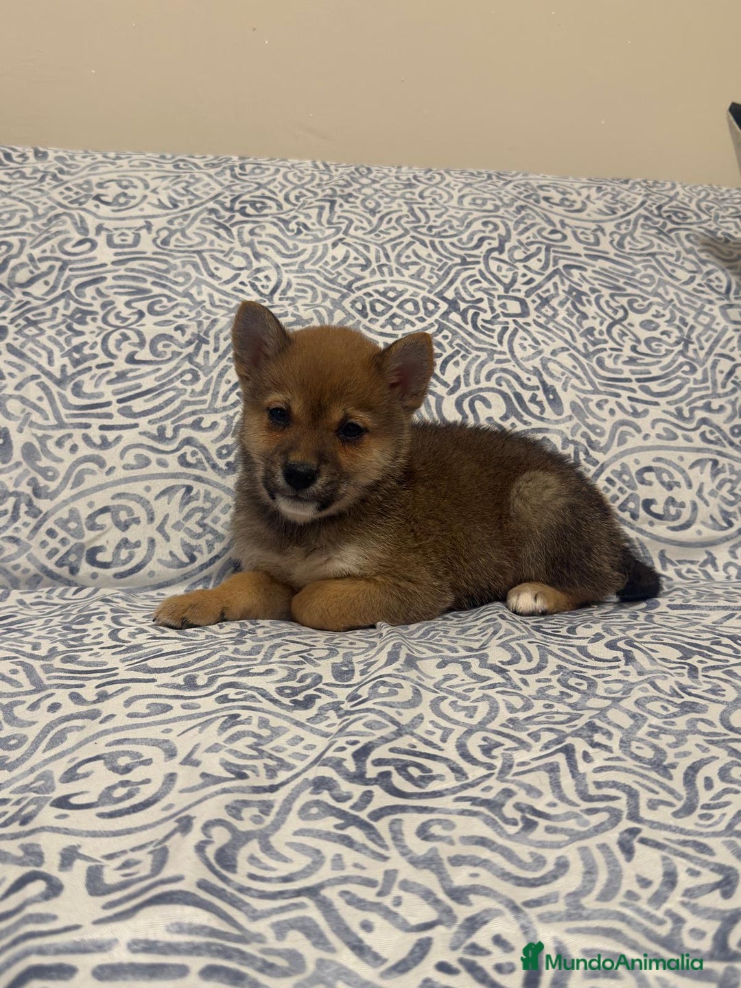 Shiba Inu perros en venta: Shiba Inu Rojos Y Negros Disponible  - Anuncio 2