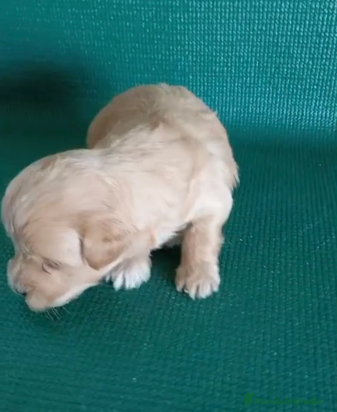 Maltipoo perros en venta: Preciosos cachorros machos de maltipoo toys  - Anuncio 3