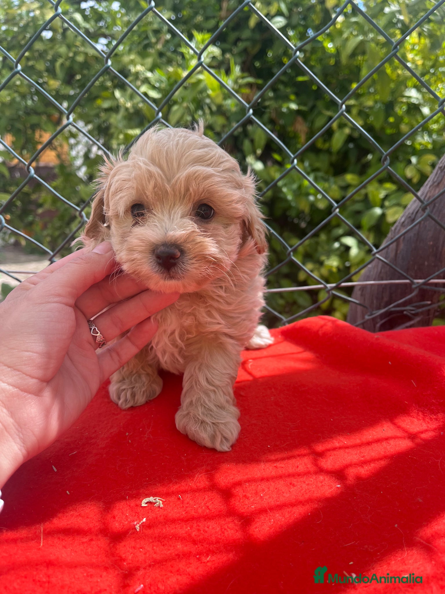 Maltipoo perros PRECIOSA PAREJA DE MALTIPOO - Anuncio 3