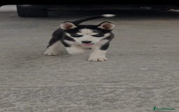 Husky Siberiano perros en venta: Hasky siberiano  - Imagen 2