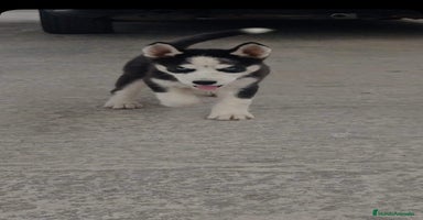 Husky Siberiano perros - Anuncio 1