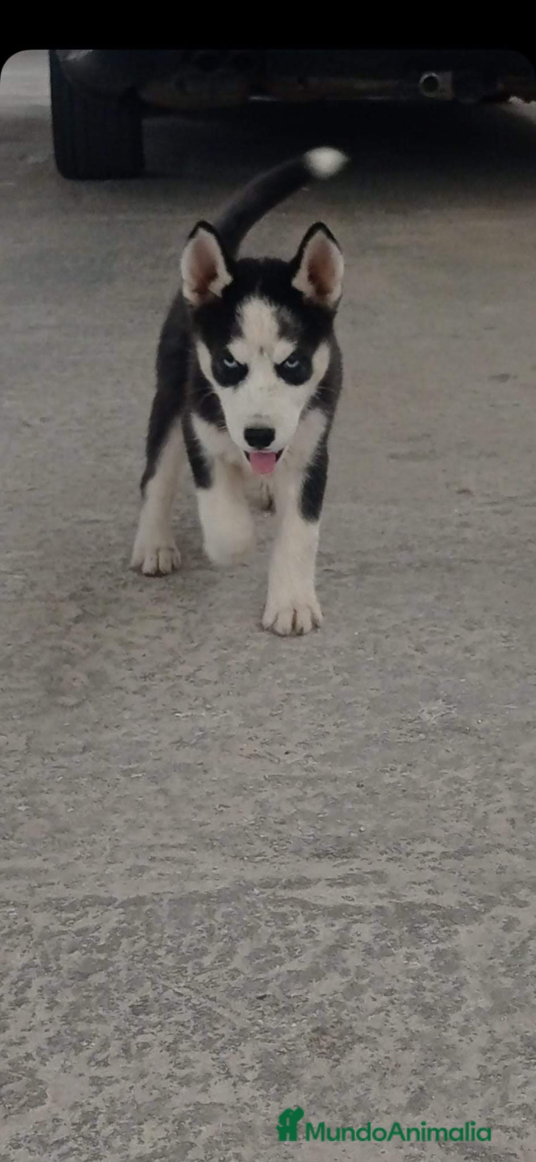 Husky Siberiano perros en venta: Hasky siberiano  - Imagen 2