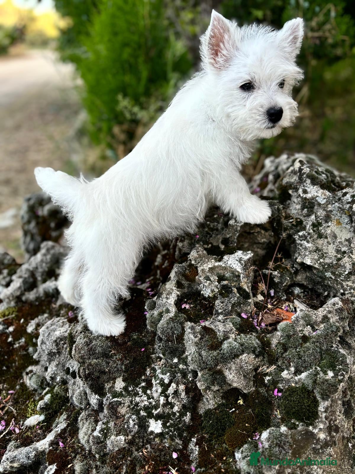 West Highland White Terrier perros Westys  - Anuncio 1