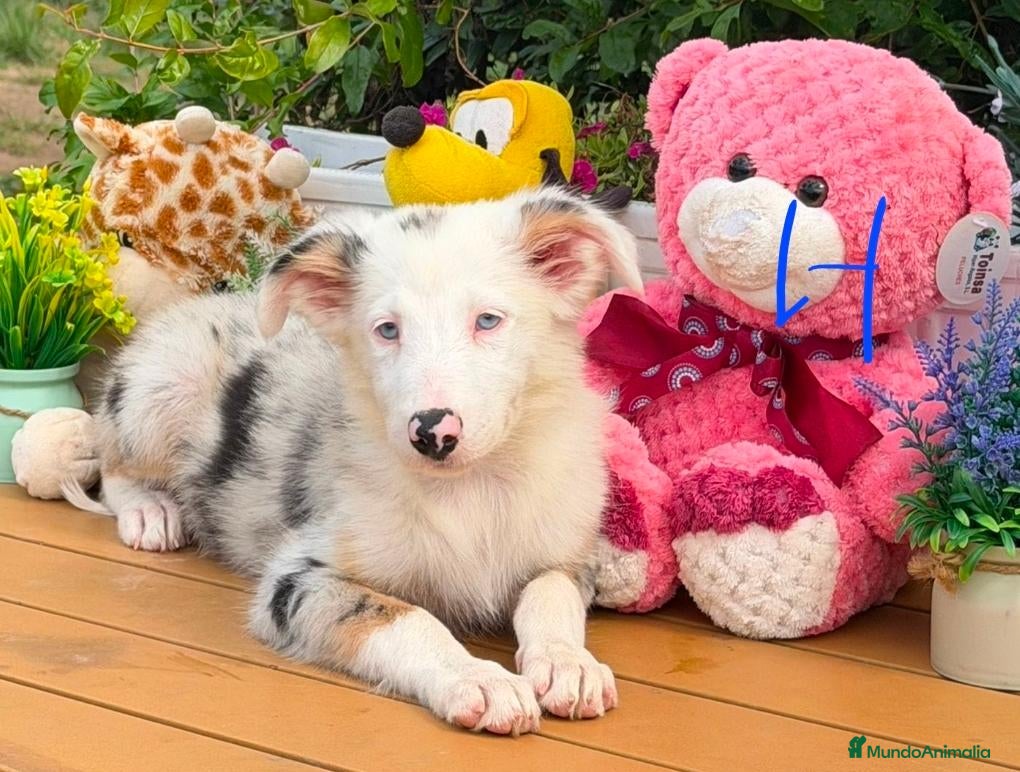 Border Collie perros Border collie para entregar - Anuncio 1