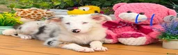 Border Collie perros en venta: Border collie para entregar - Anuncio 1