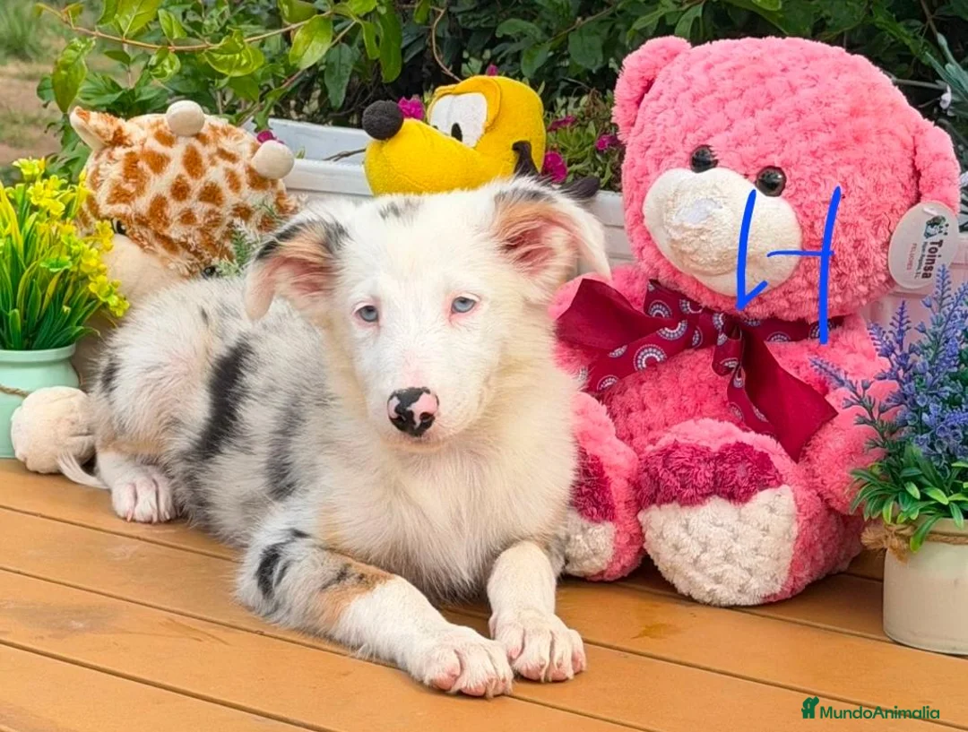 Border Collie perros en venta: Border collie para entregar - Anuncio 1