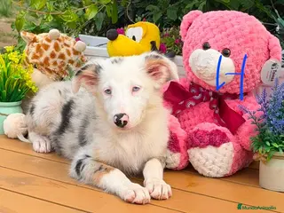 Border Collie perros Border collie para entregar - Anuncio 1