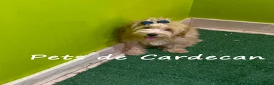 Maltipoo 3