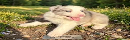 Border Collie perros en venta: Cachorros de border collie  - Anuncio 6