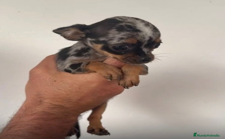 Chihuahua perros - Anuncio 1