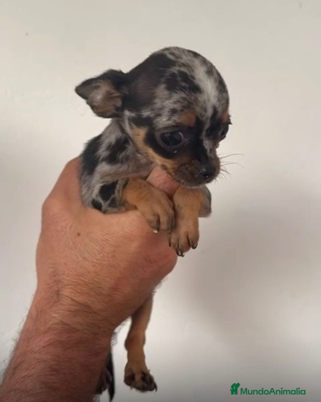 Chihuahua perros en venta: Chihuahuas merles - Imagen 1