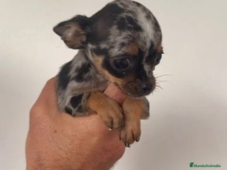 Chihuahua perros - Anuncio 28