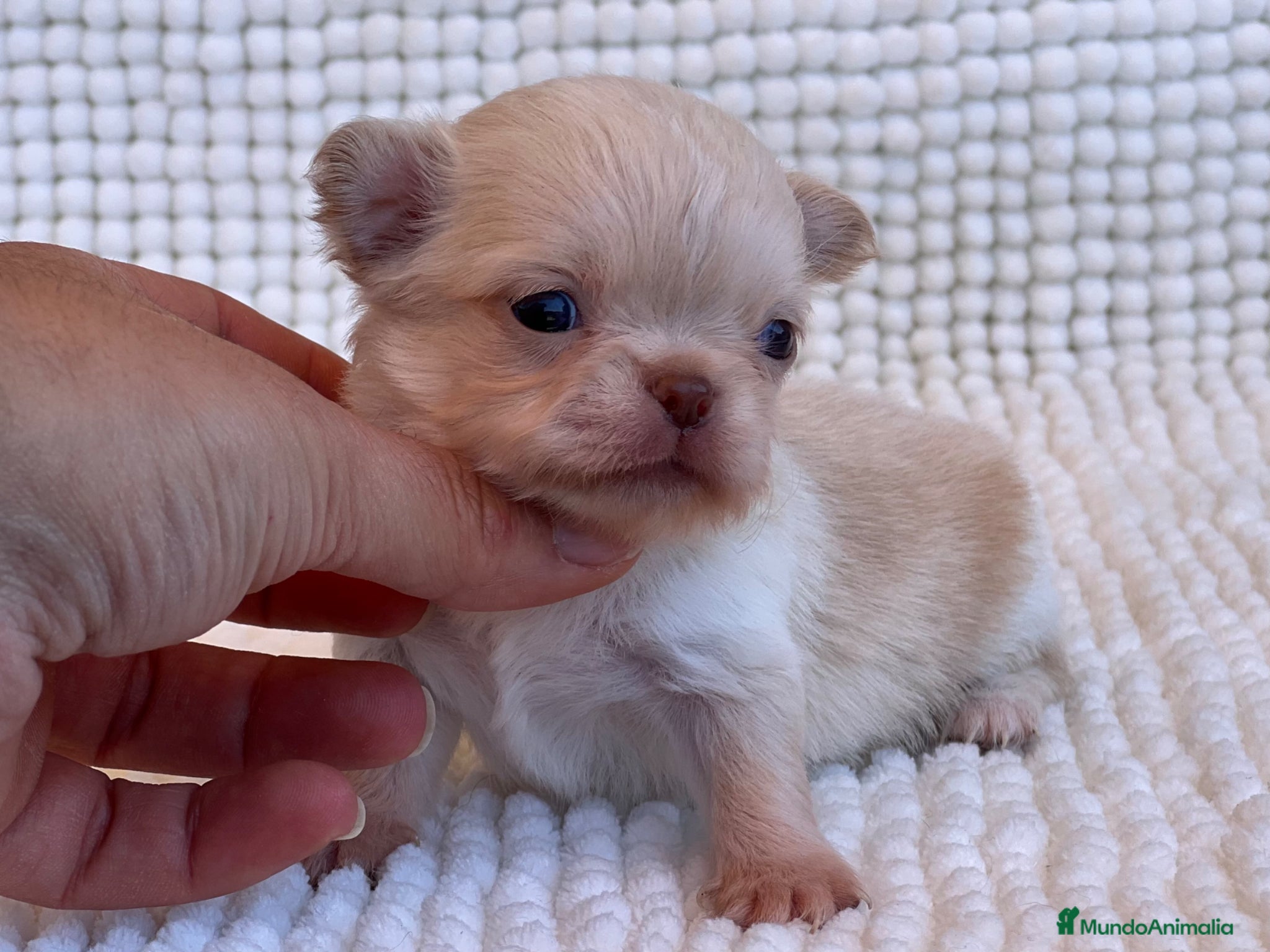 Chihuahua perros CHIHUAHUA CABEZA DE MANZANA LÍNEA RUSA MERLE - Anuncio 16