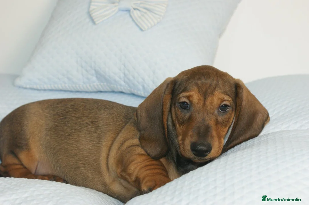 Teckel perros en venta: CACHORRITOS DE TECKEL STANDARD  - Anuncio 1