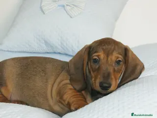 Teckel perros CACHORRITOS DE TECKEL STANDARD - Anuncio 3