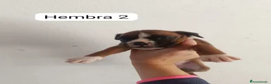 Boxer Cachorro 4