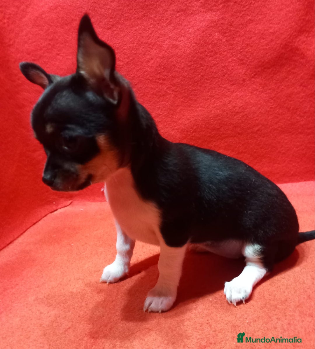 Chihuahua perros en venta: Chihuahua varios colores  - Anuncio 4