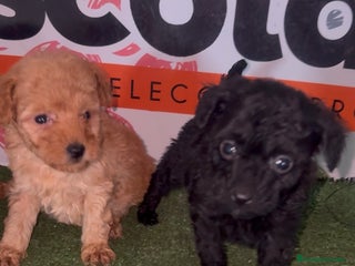 Caniche Toy perros en Murcia - Anuncio 27