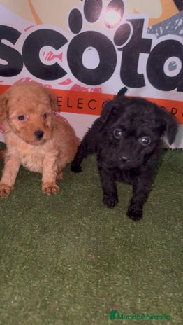 Caniche Toy perros en Murcia - Anuncio 11