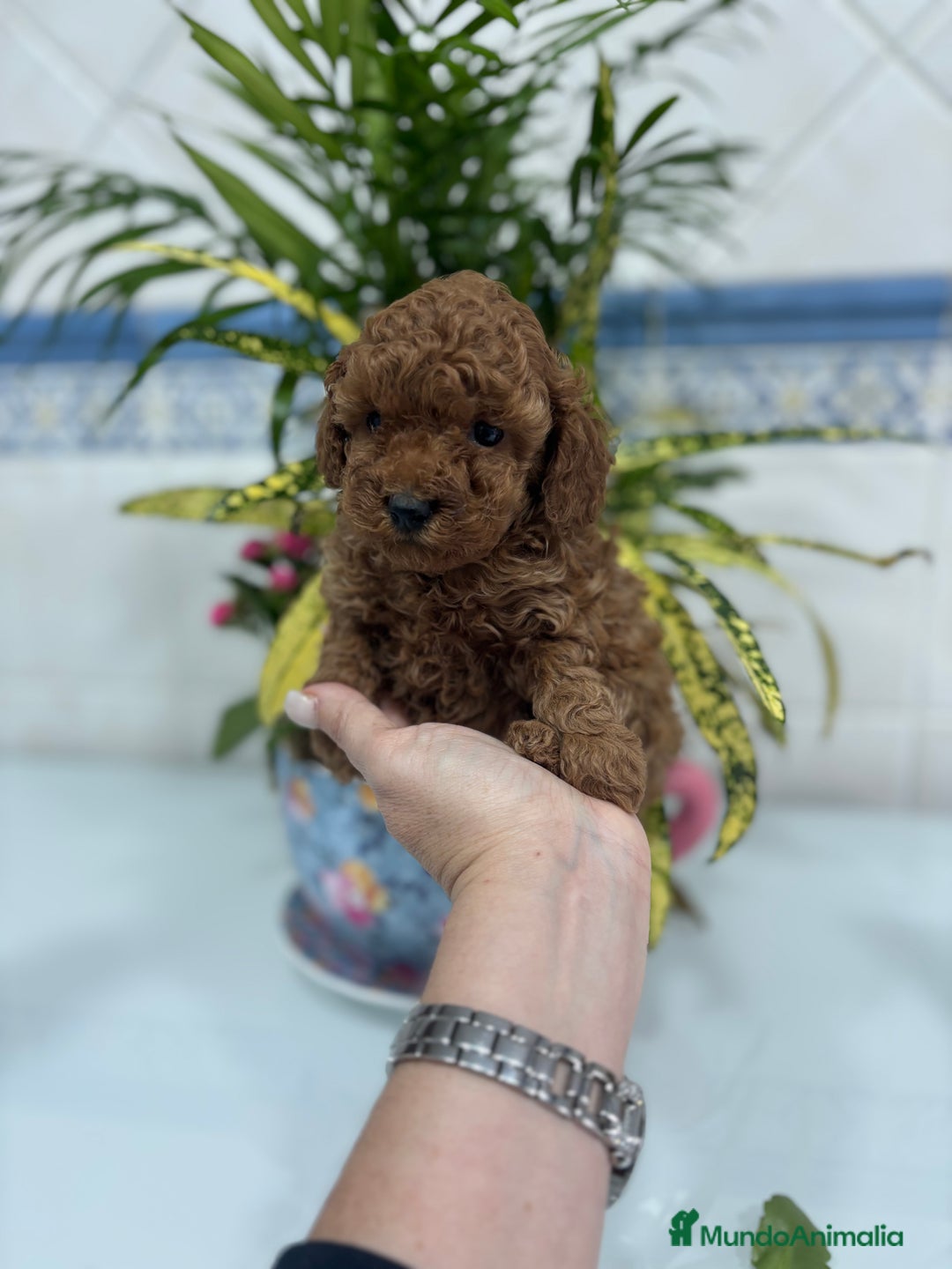 Caniche Toy perros en venta:  Caniche toy hembra y macho rojo !! - Anuncio 6