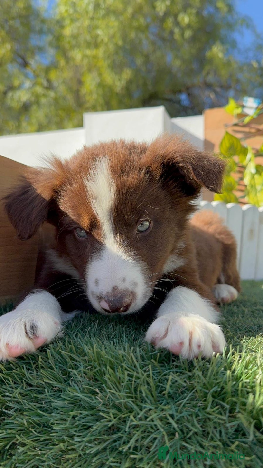 Border Collie perros en venta: BORDER COLLIE - Anuncio 3