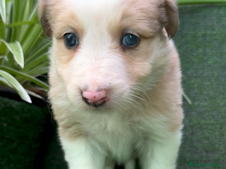 Border Collie perros - Anuncio 4