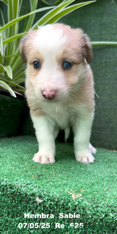 Border Collie perros - Anuncio 4