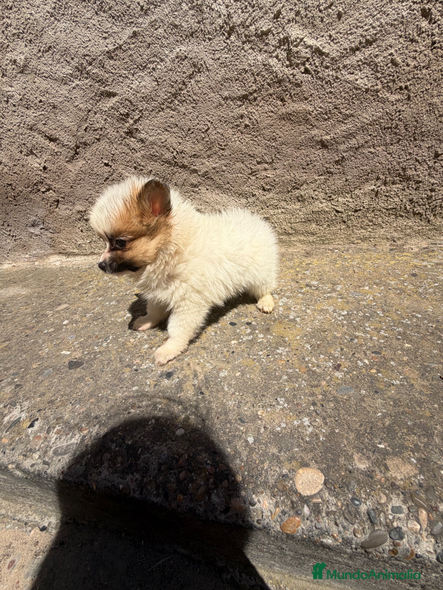 Pomerania perros Polumerania mini toy muy pequeña  - Anuncio 23