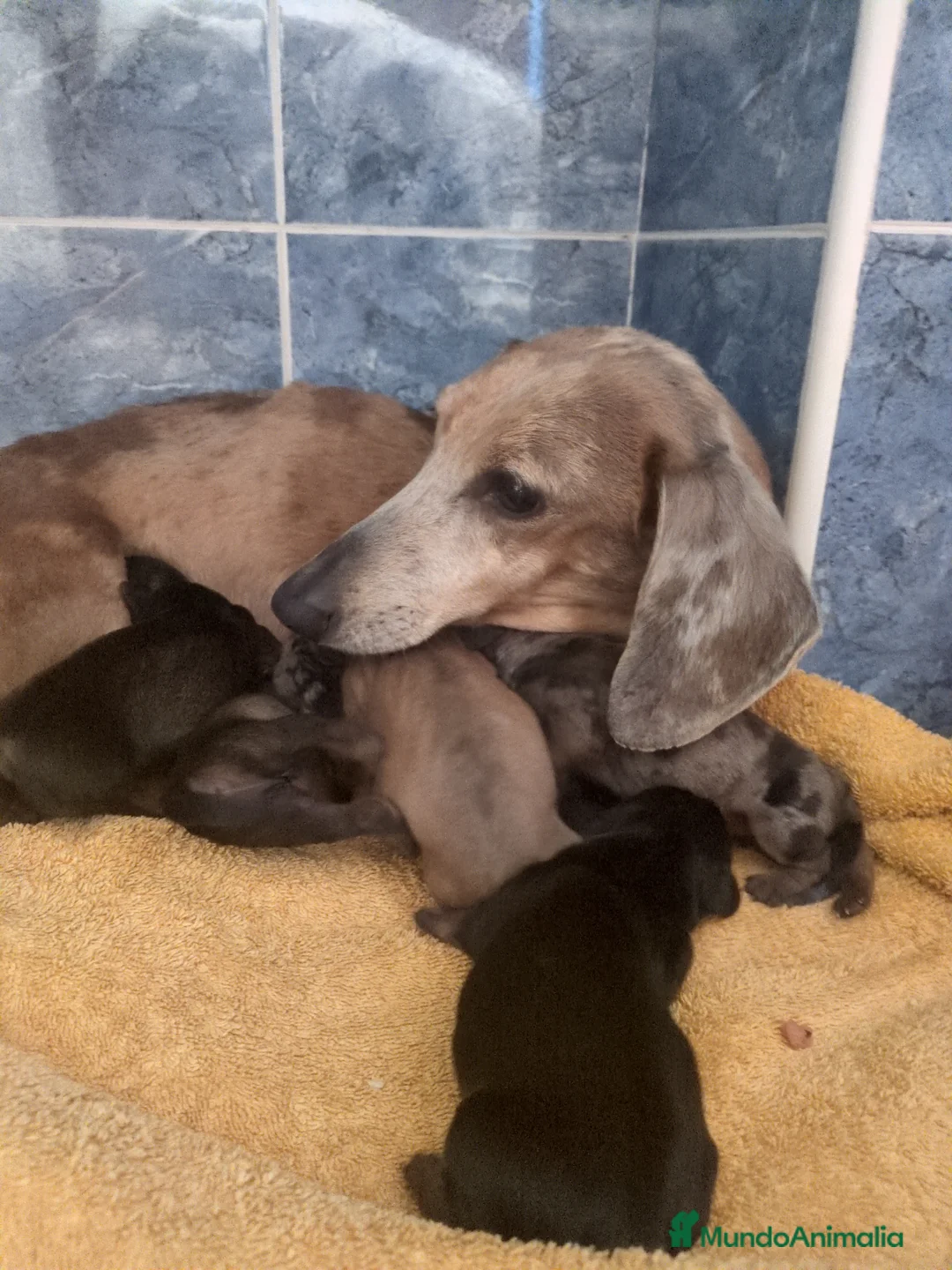 Teckel Miniatura perros en venta: Precioso cachorro teckel - Anuncio 2