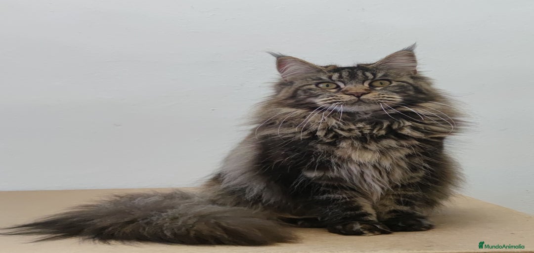 Imagen de galería {{count}}