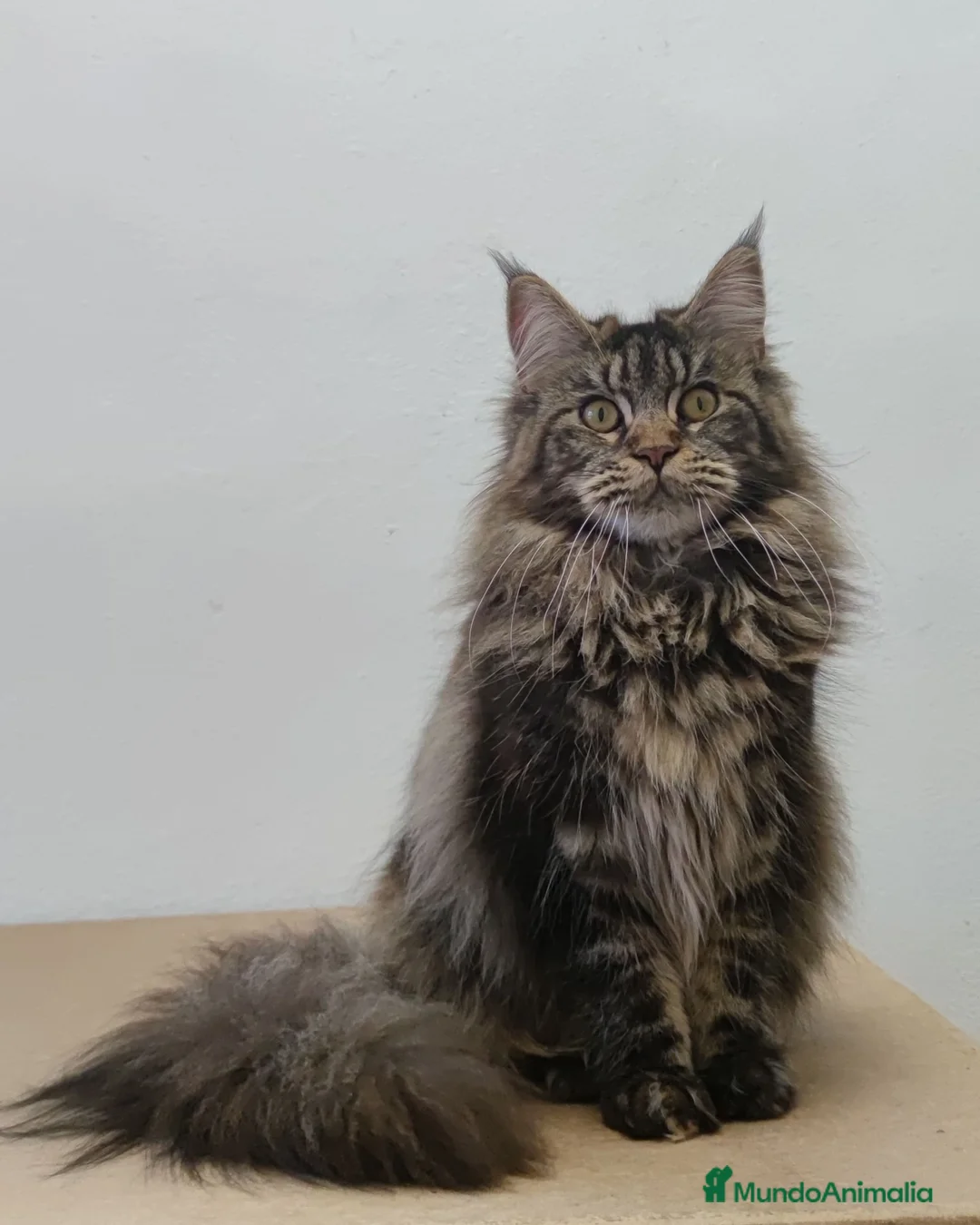 Imagen de galería {{count}}