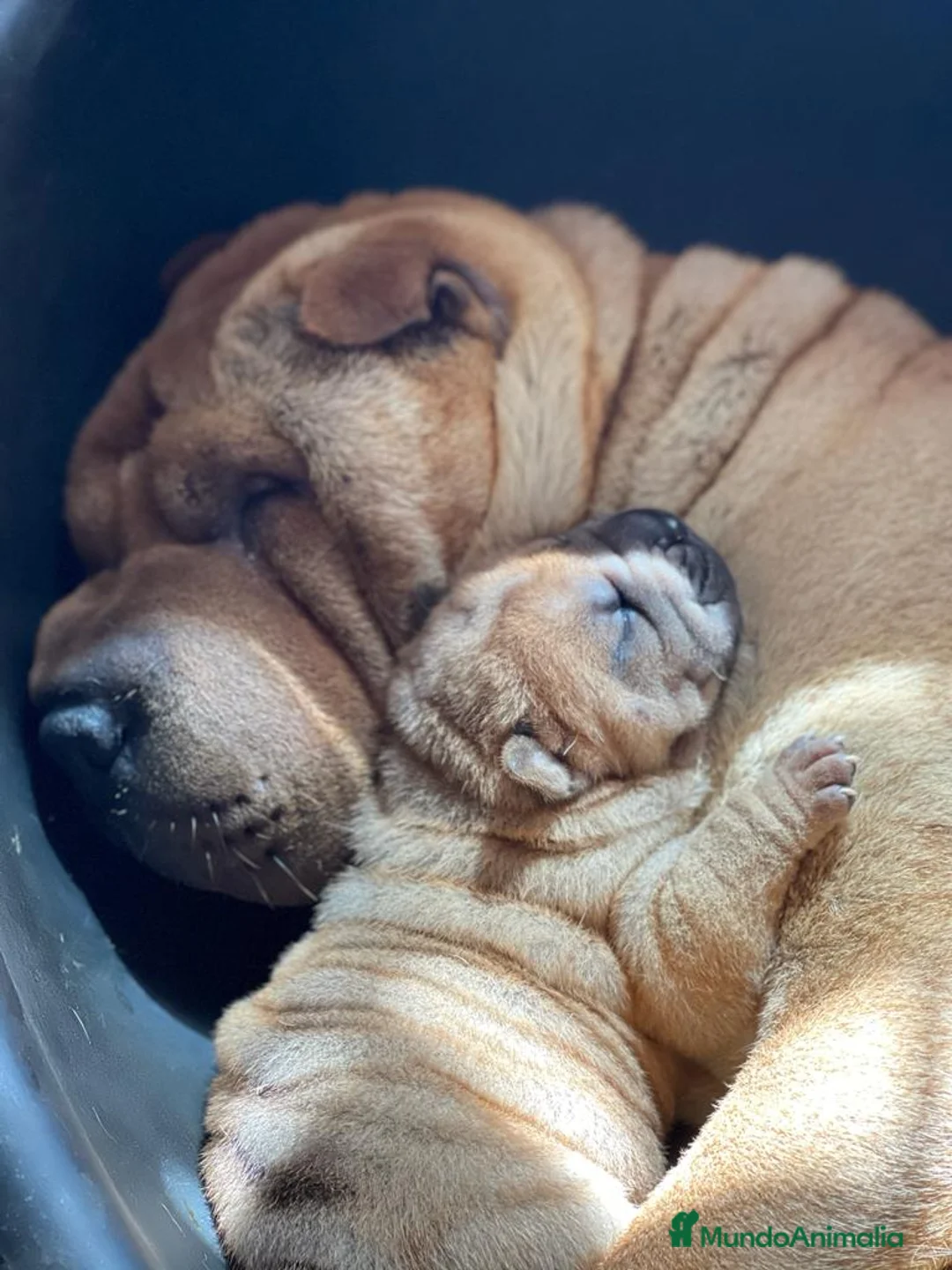 Shar Pei perros en venta: BEBE SHAR PEI MAXIMA CALIDAD en Málaga - Anuncio 5