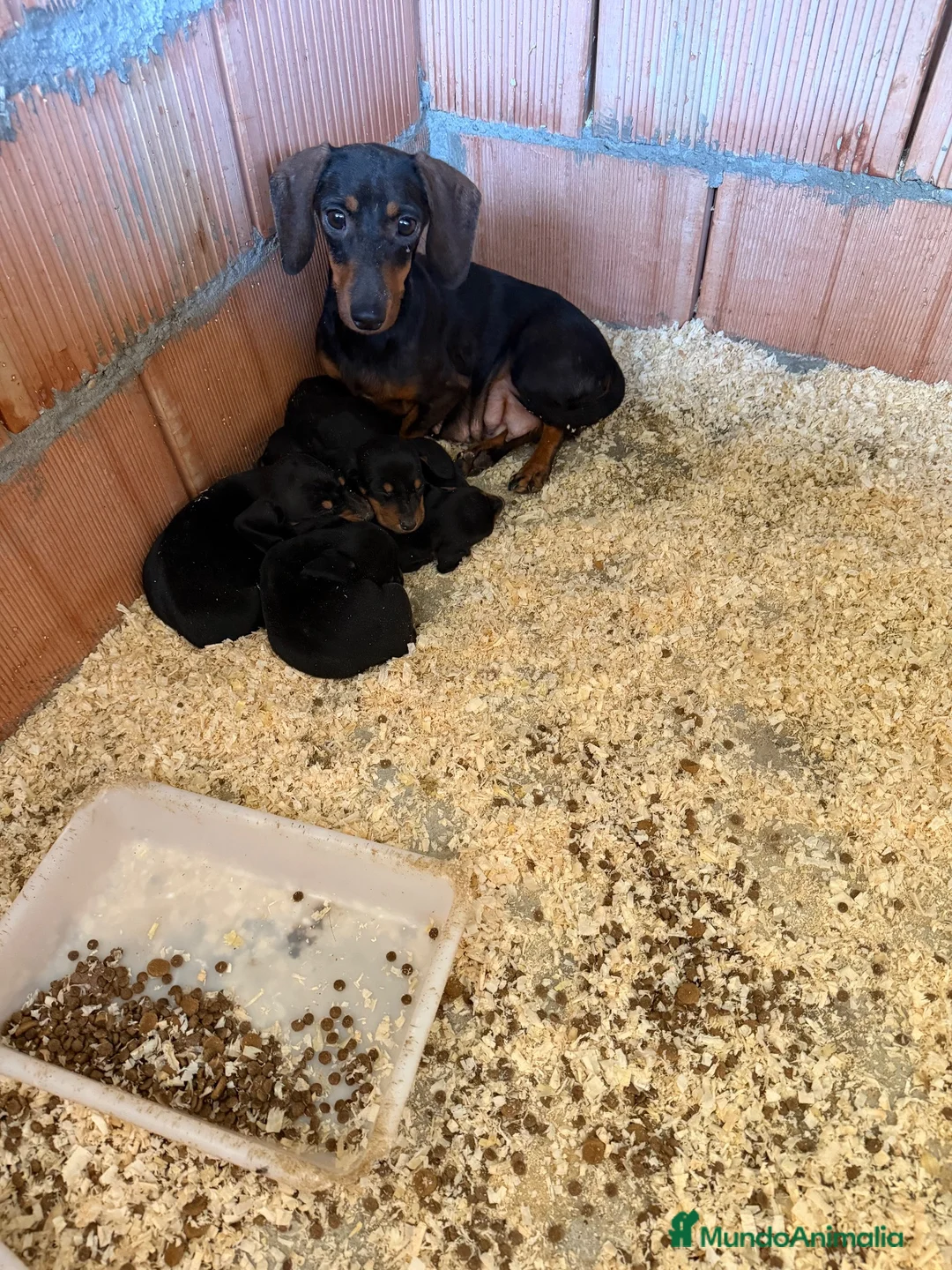Teckel Miniatura perros en venta: Teckel mini  - Anuncio 2